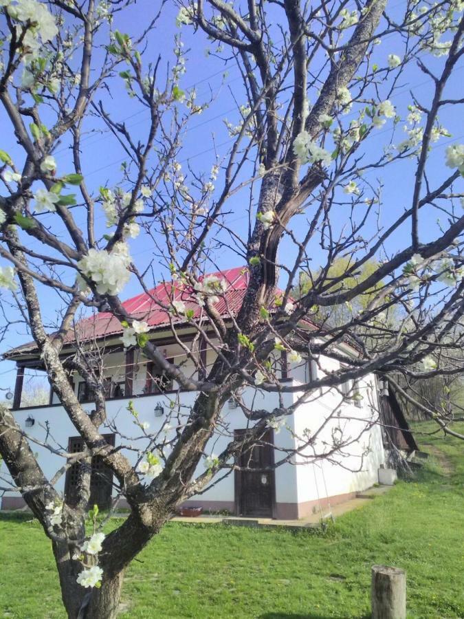 Cottage Poe Poienari المظهر الخارجي الصورة